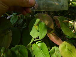 Imagem de Pleurothallis prolaticollaris Luer