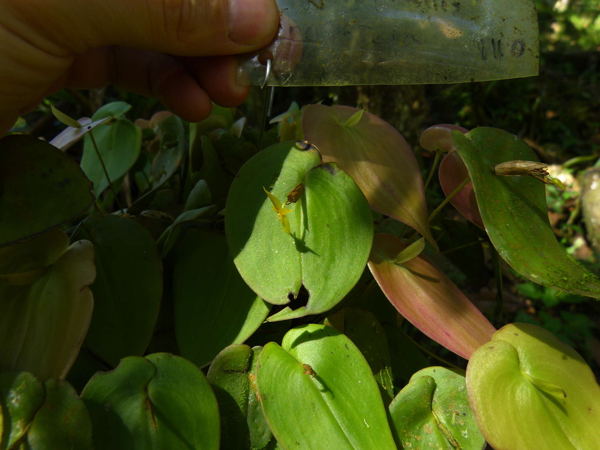 Imagem de Pleurothallis prolaticollaris Luer