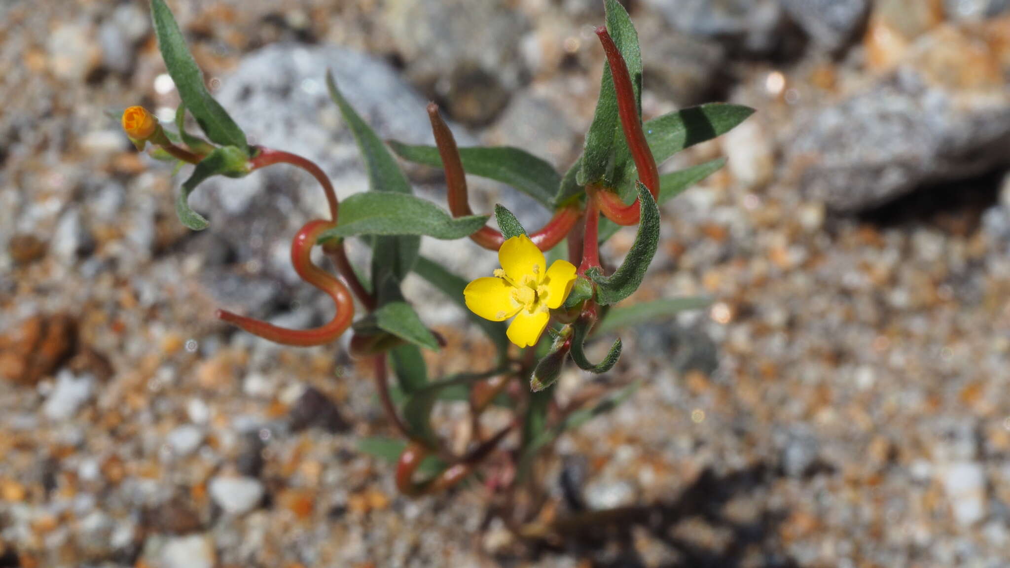 Image of paleyellow suncup