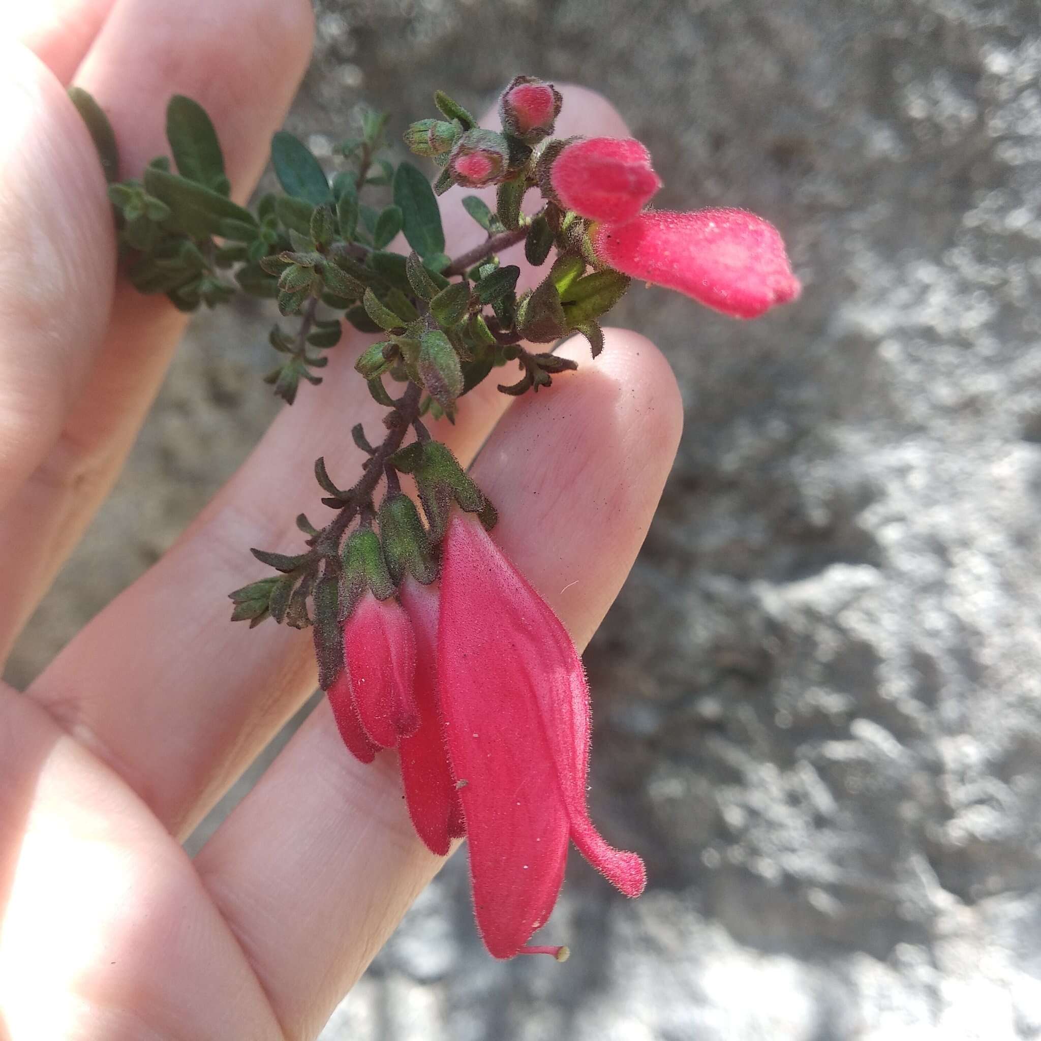 Image of Lamourouxia paneroi B. L. Turner