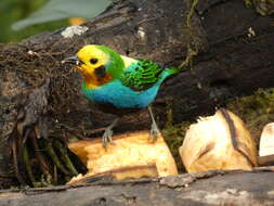 Image of Multicolored Tanager