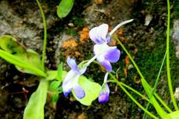 Image of Pinguicula longifolia DC.