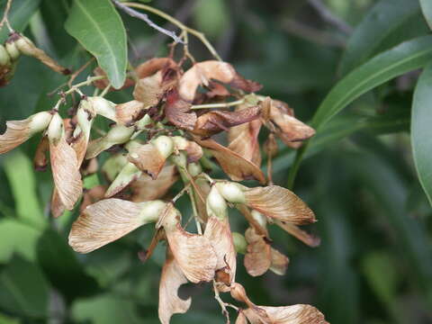 Atalaya salicifolia (DC.) Bl.的圖片