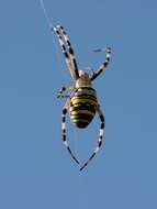 Image of Barbary Spider