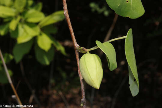 Image of Adenia olaboensis Clav.