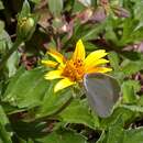 Imagem de Eurema agave (Cramer (1775))