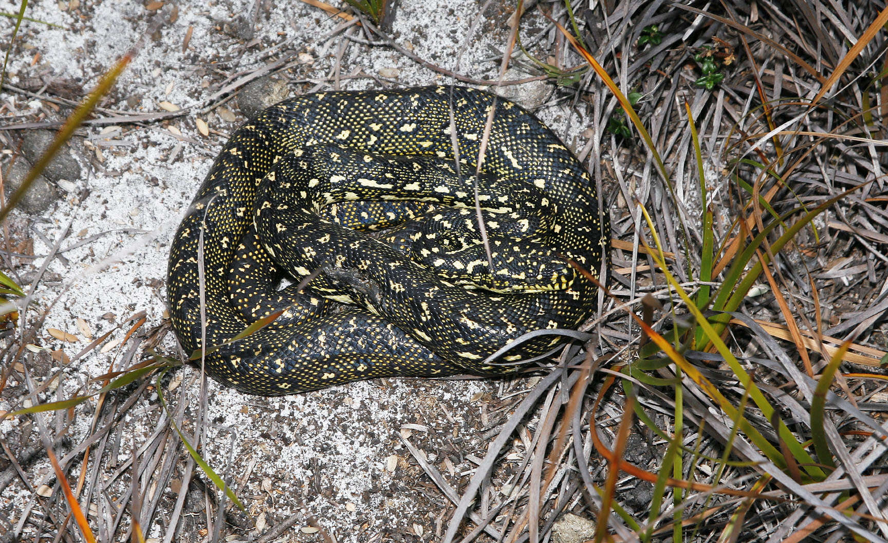 Image of Morelia spilota spilota (Lacépède 1804)