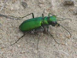 Image de Cicindela (Cicindela) denverensis Casey 1897