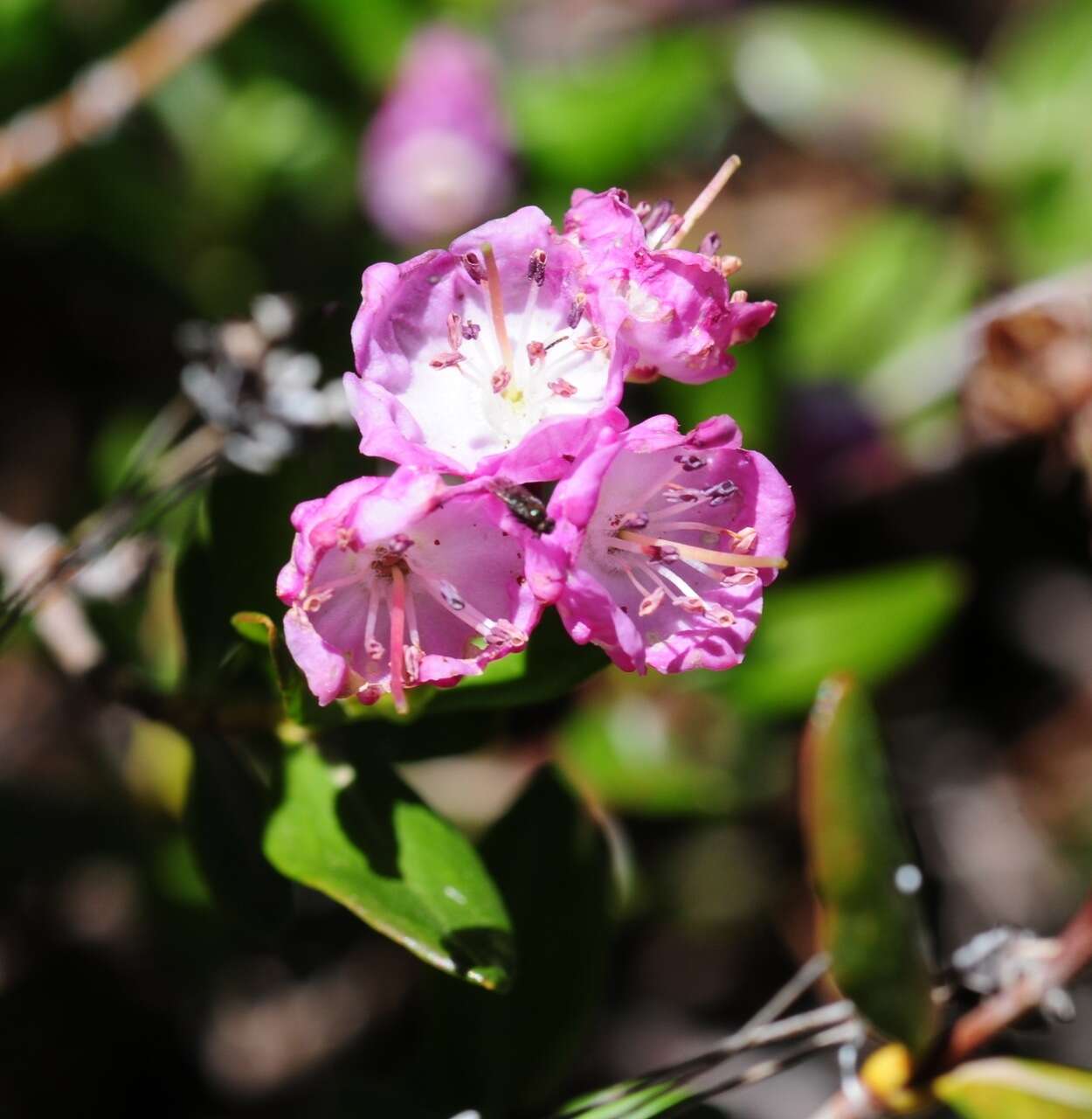 Image of Kalmia microphylla (Hook.) A. Heller