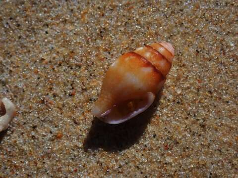 Image of yellow dovesnail