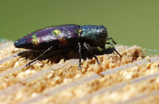 Image of Chrysobothris chrysoela (Illiger 1800)