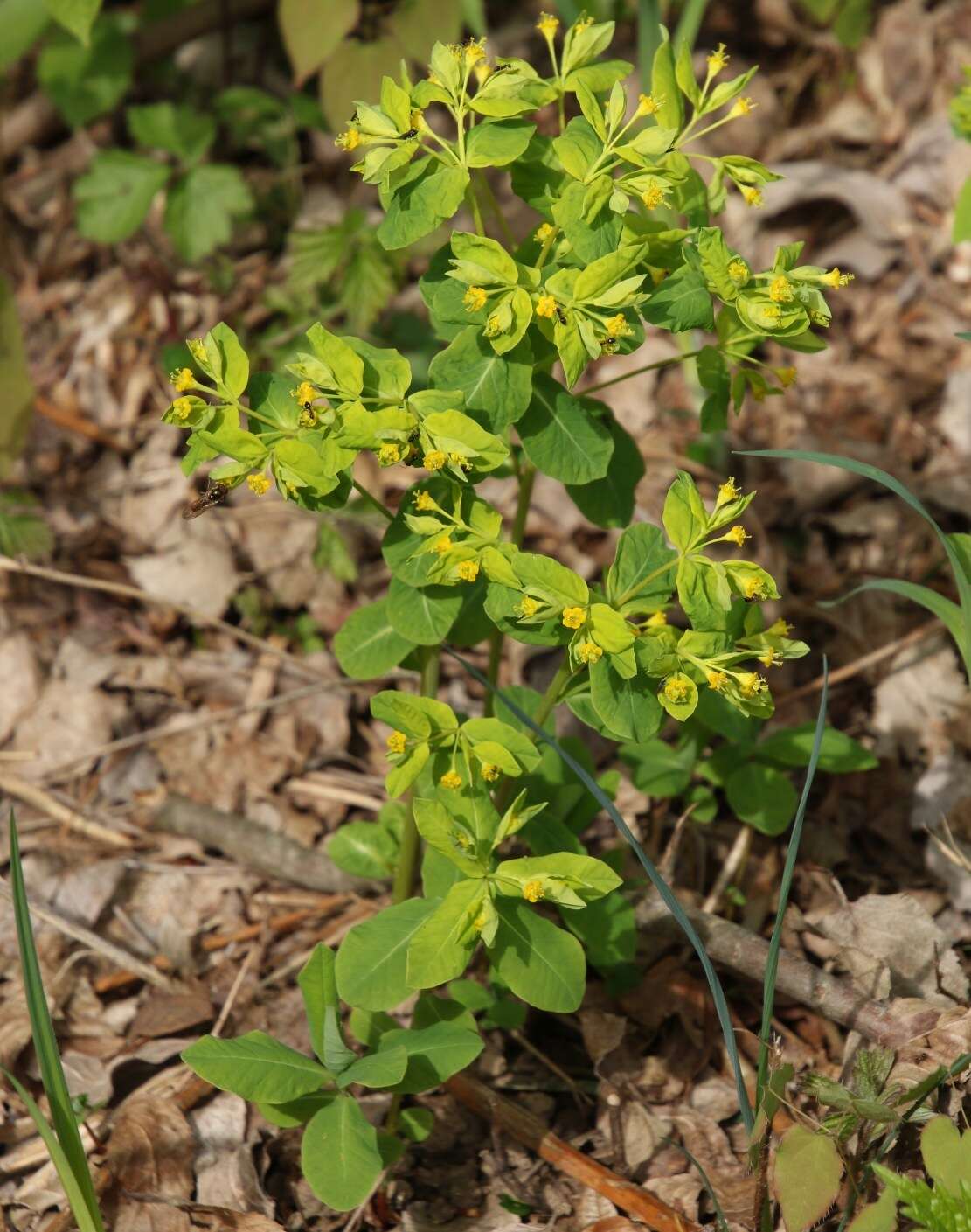 Image of Euphorbia carniolica Jacq.