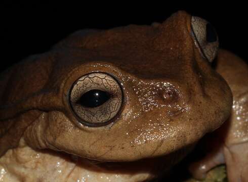 Image of Plectrohyla exquisita McCranie & Wilson 1998