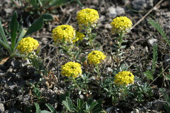 Слика од Alyssum lenense Adams