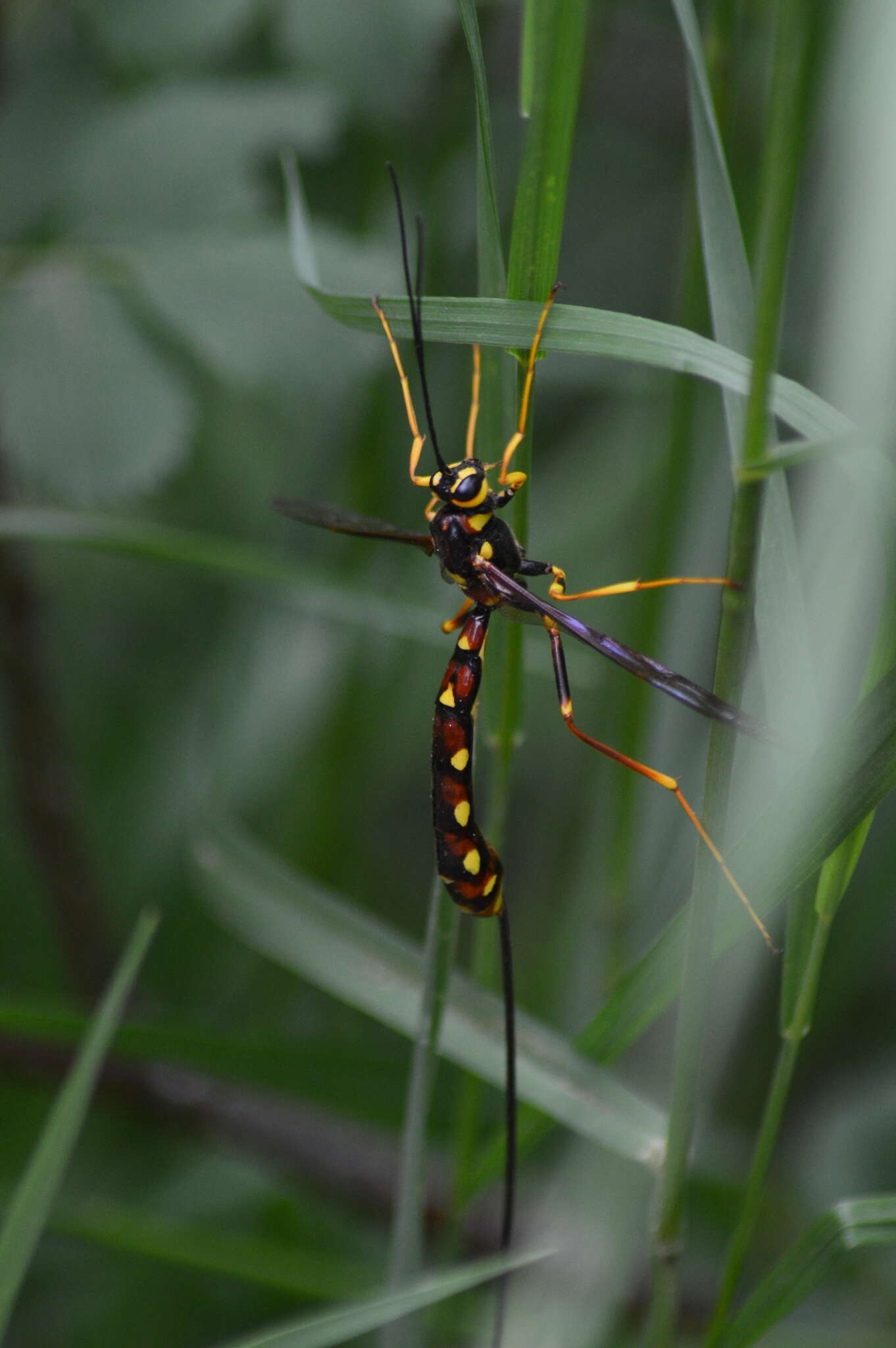 Image of Megarhyssa nortoni (Cresson 1864)