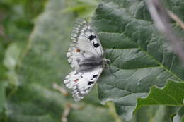 Parnassius ariadne (Lederer 1853) resmi