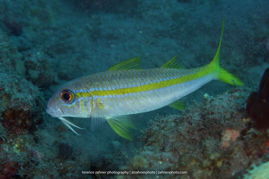 صورة Mulloidichthys martinicus (Cuvier 1829)