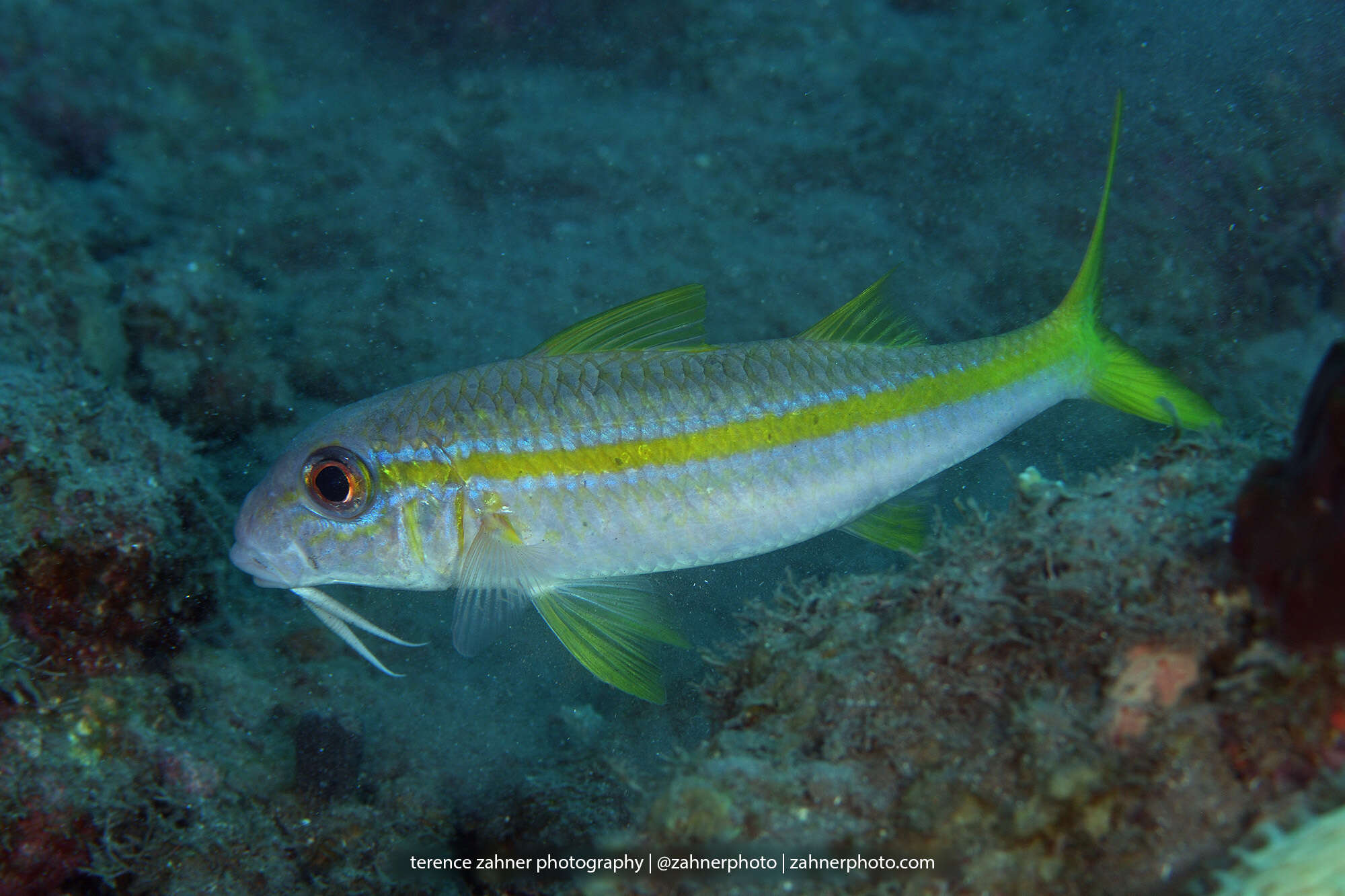 Image of Goatfish