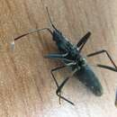 Image of One-spotted Seed Bug