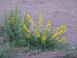 Image of Poiretia tetraphylla (Poir.) Burkart