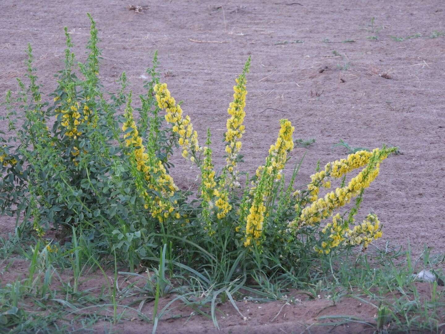 Image of Poiretia tetraphylla (Poir.) Burkart