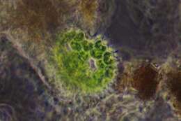 Image of Pseudopediastrum