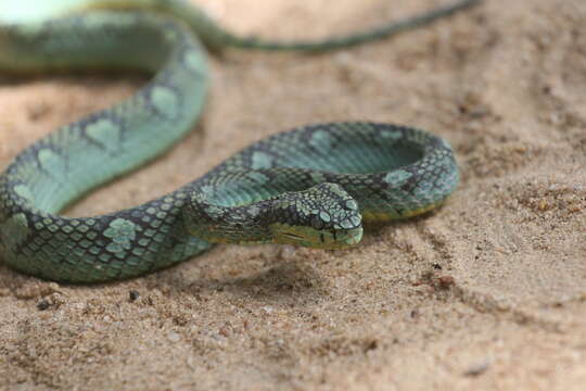 Image of Sri Lankan pit viper