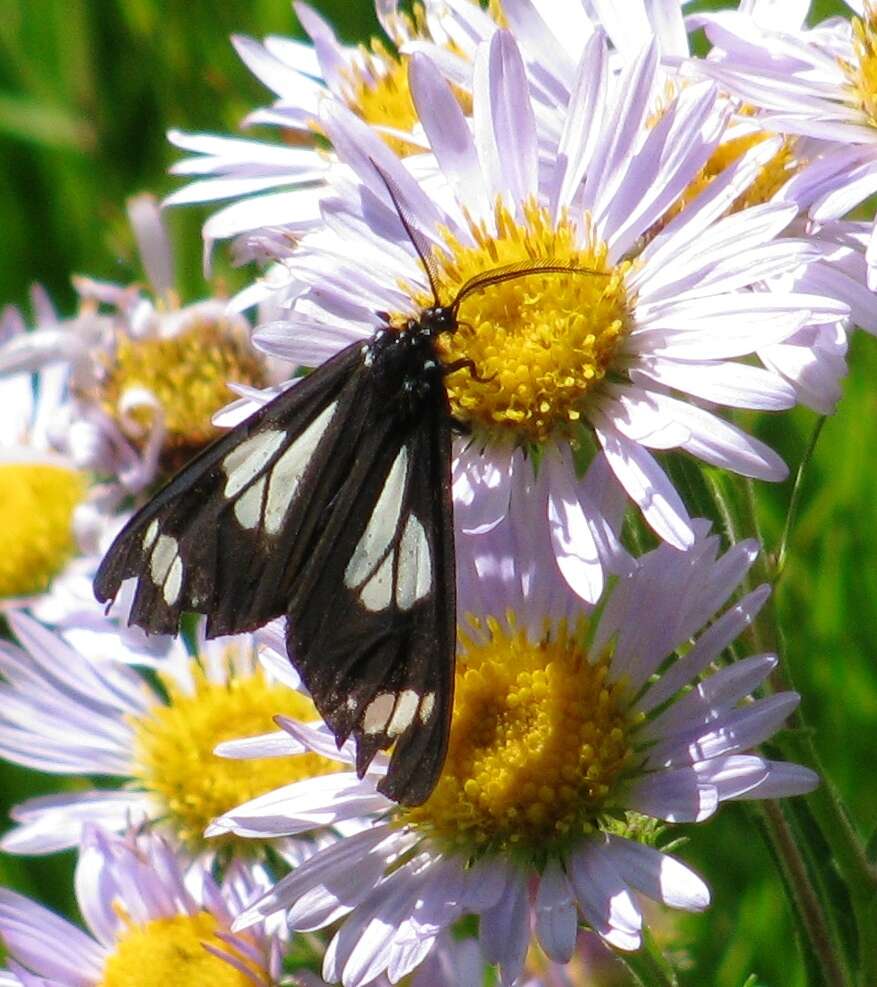 Image of Police Car Moth