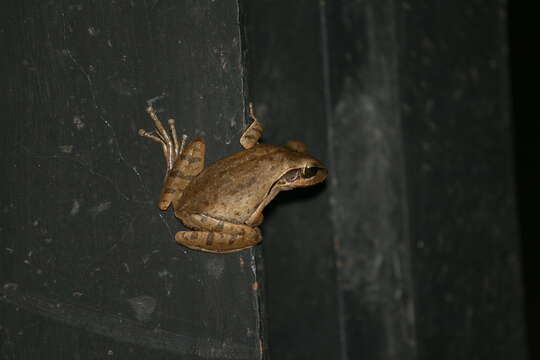 Image of Himalayan Tree Frog