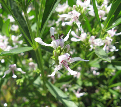 Image of American water-willow