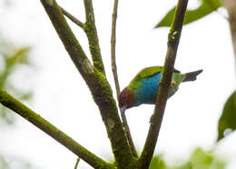 Image of Bay-headed Tanager