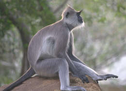 صورة Semnopithecus priam Blyth 1844