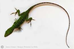 Anolis parvauritus (Williams 1966)的圖片