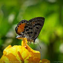 Luthrodes cleotas (Guérin-Méneville 1829) resmi