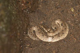 Image of Hump-nosed pit viper