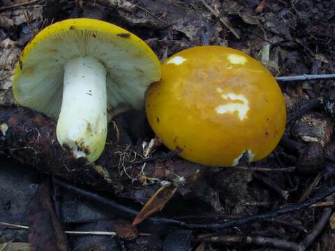 Image of Russula ochroleucoides Kauffman 1917