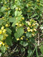 Image of Lamium galeobdolon subsp. argentatum (Smejkal) J. Duvign.