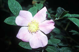 Image of swamp rose