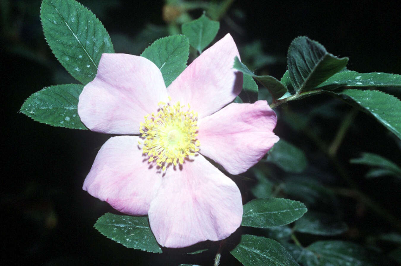 Image of swamp rose