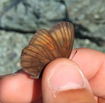 Image of Sooty Ringlet