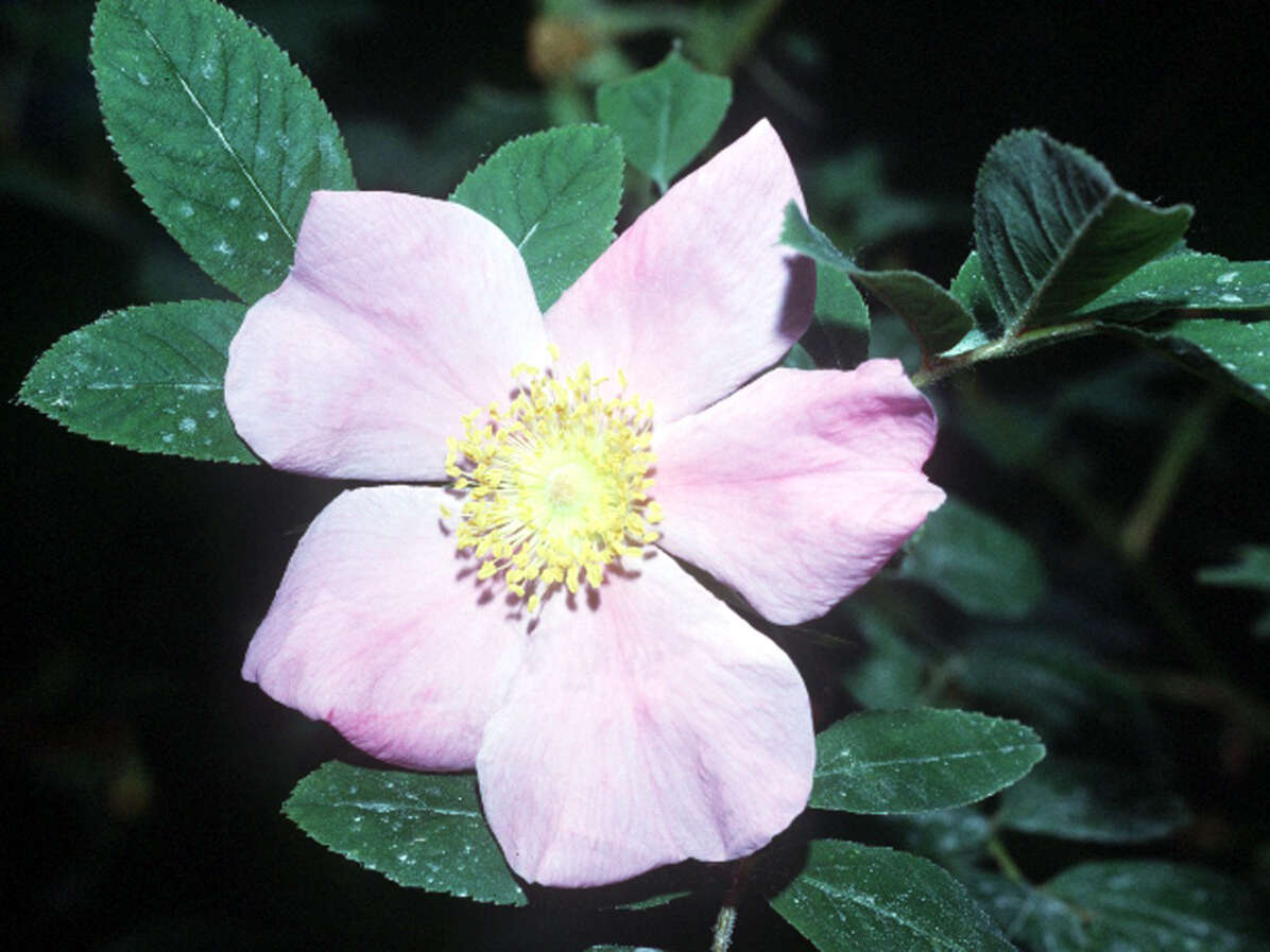 Image of swamp rose