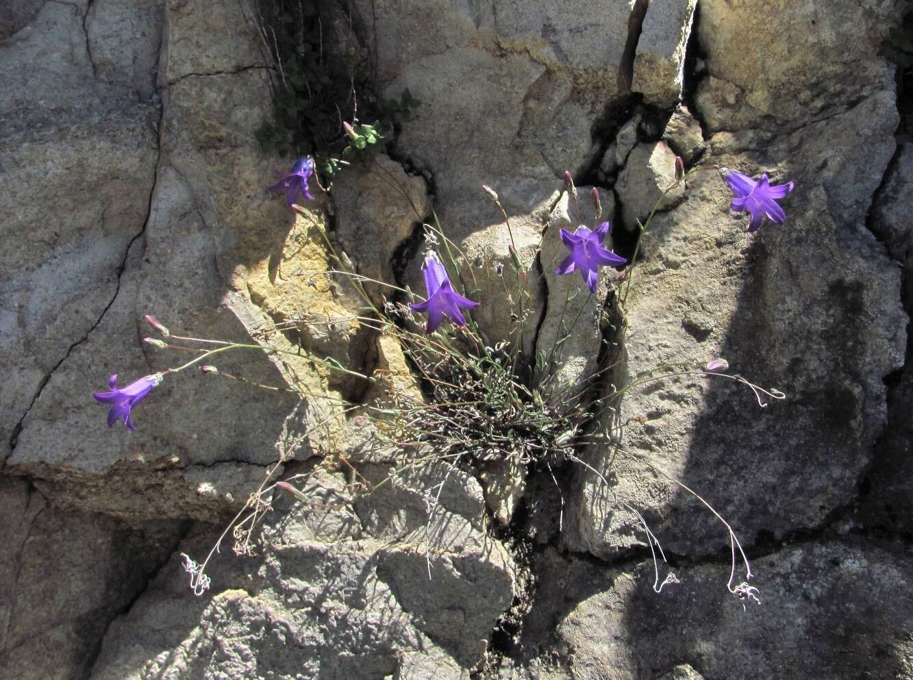 Image of Campanula daghestanica Fomin