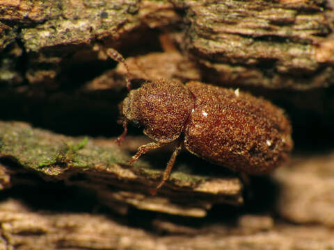 Endecatomus resmi