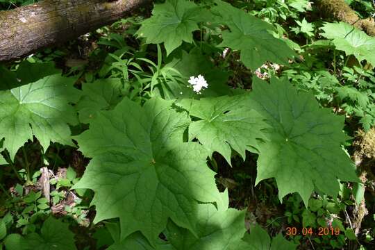 Image of American umbrellaleaf