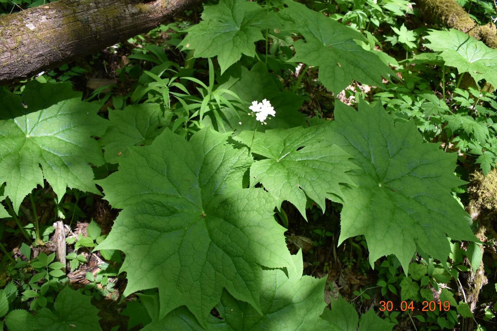 Image de Diphylleia cymosa Michx.