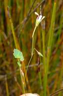 Image of Pelargonium setulosum Turcz.