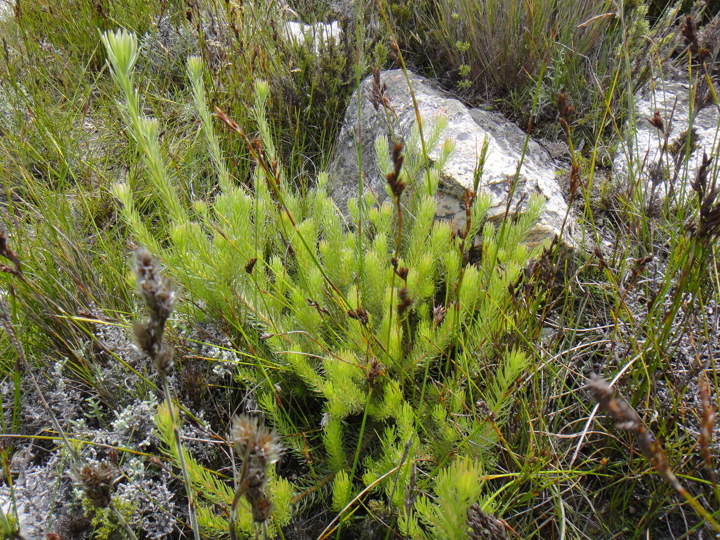 Image of Leucadendron singulare I. Williams