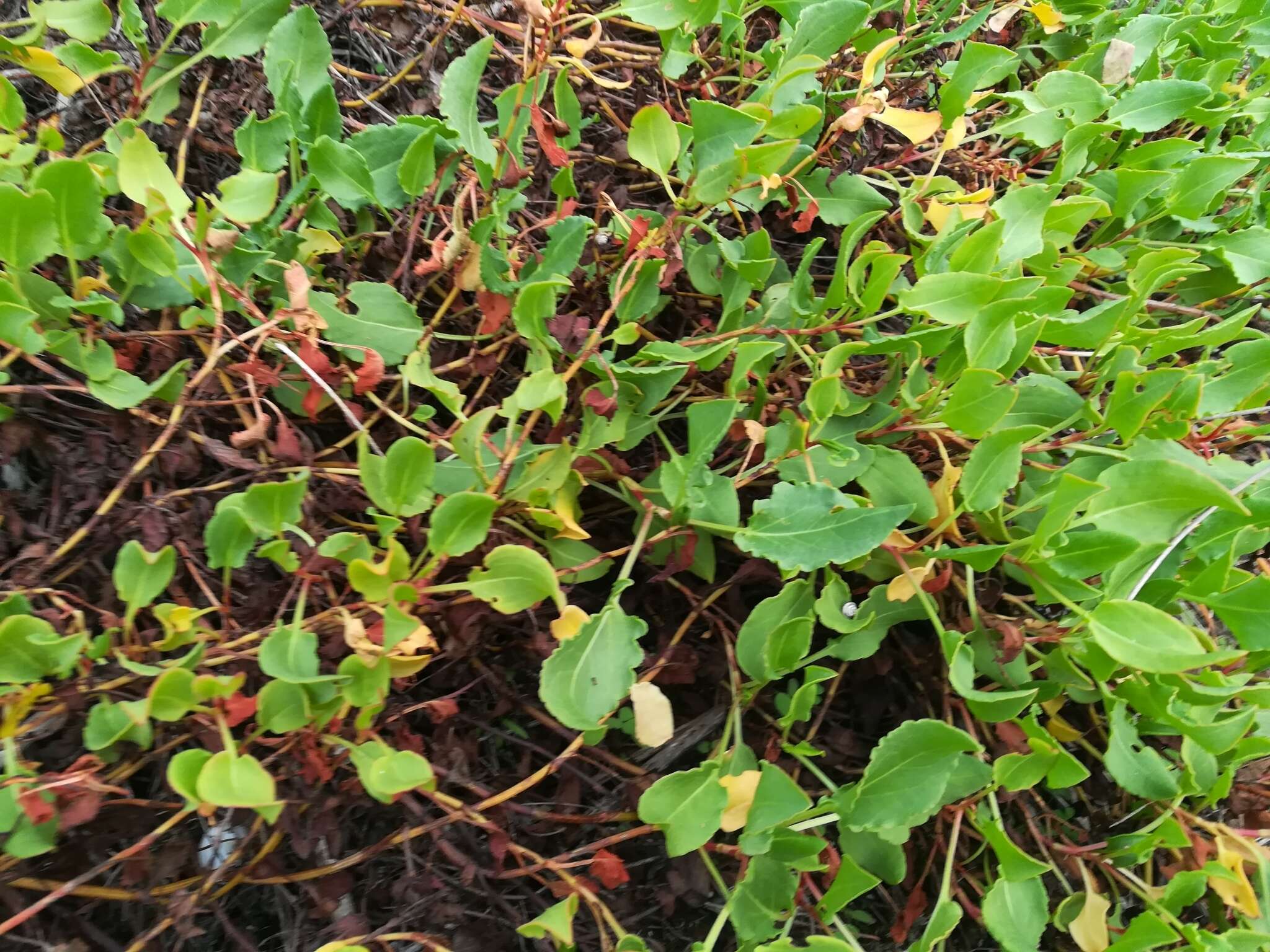 Rumex roseus L. resmi