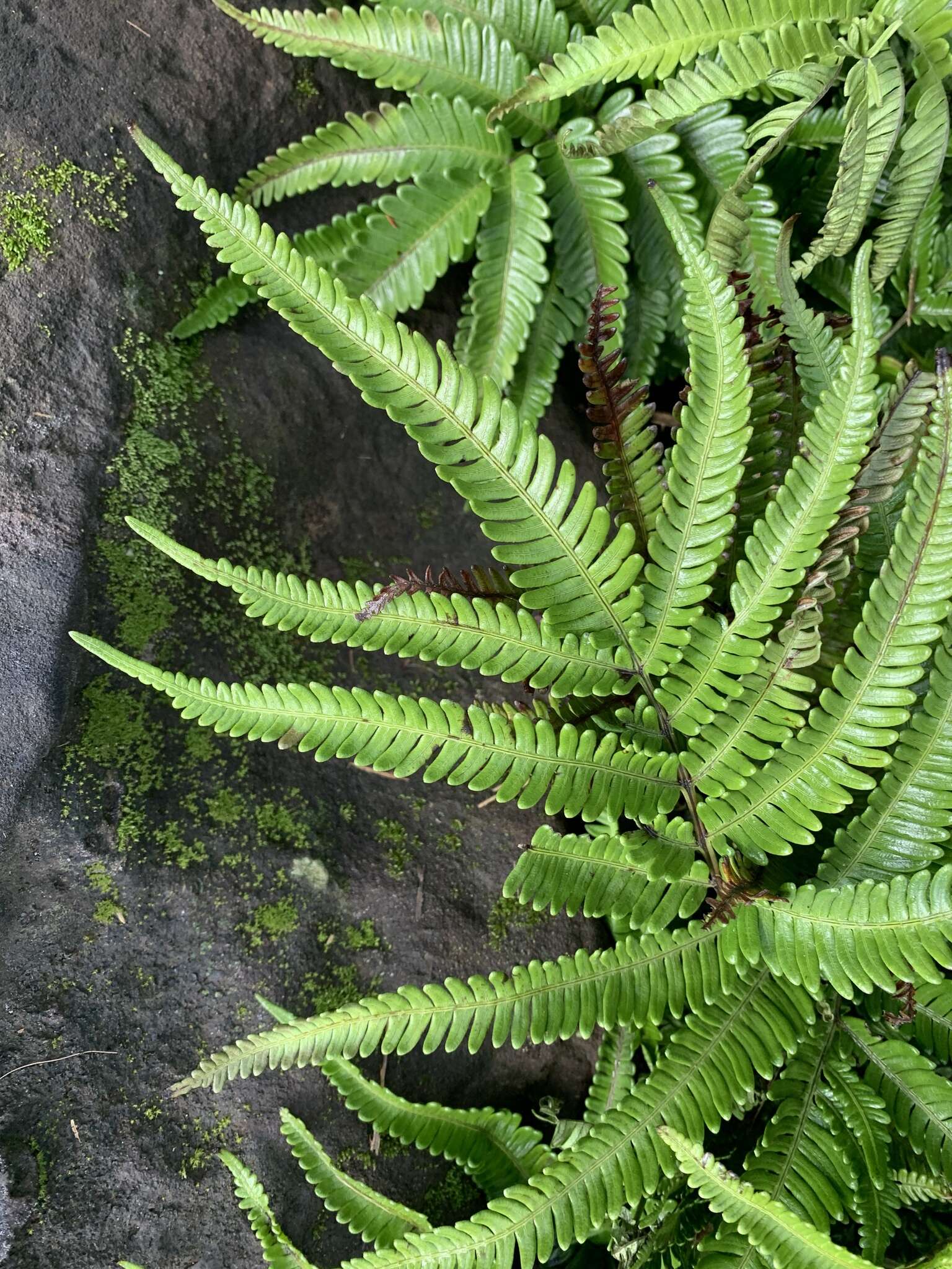 Sivun Pteris minor (Hieron.) Y. S. Chao kuva