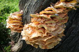 Image of Bracket Fungus